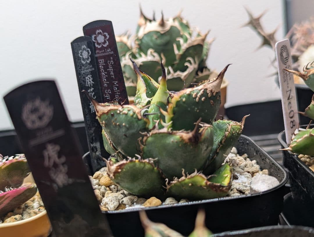 秘蔵株 チタノタ「スーパー麻花」超ブツブツ SUPER MaHua 超短葉