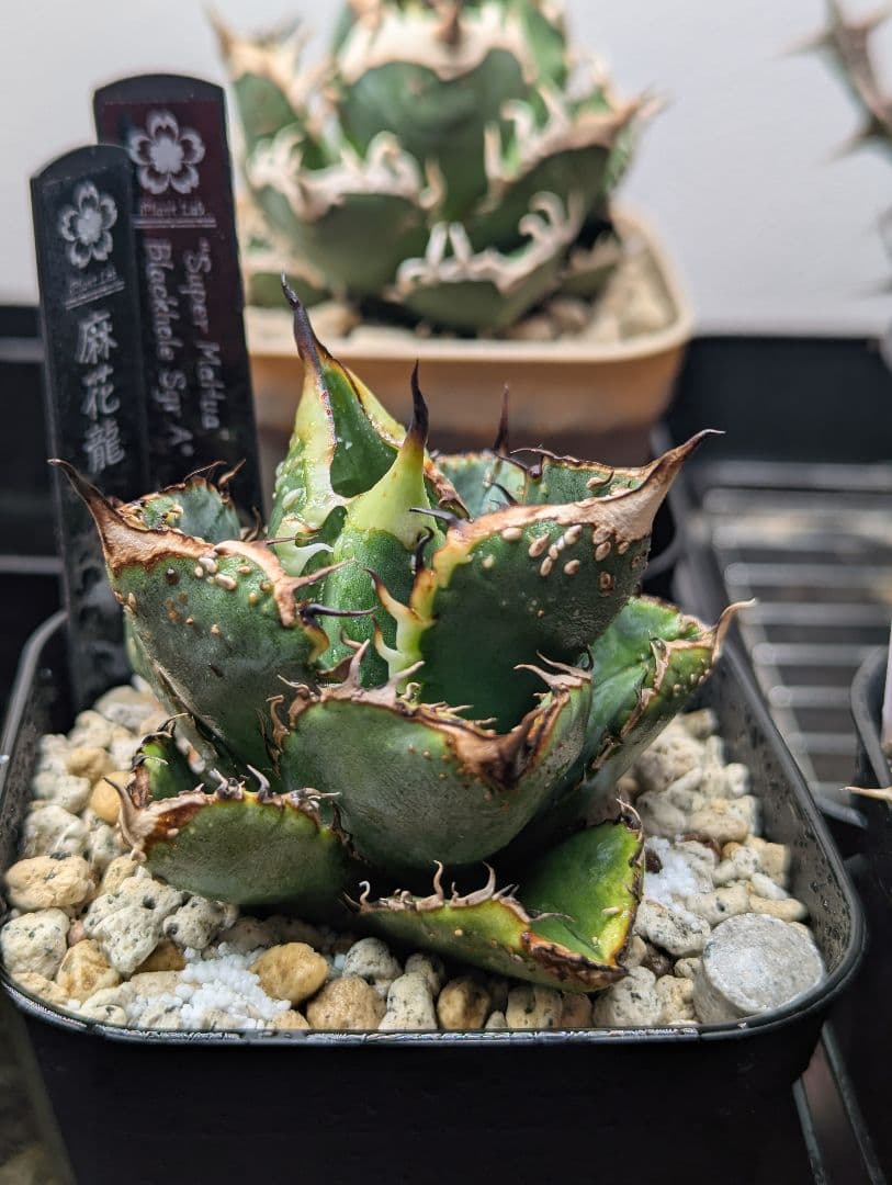 秘蔵株 チタノタ「スーパー麻花」超ブツブツ SUPER MaHua 超短葉