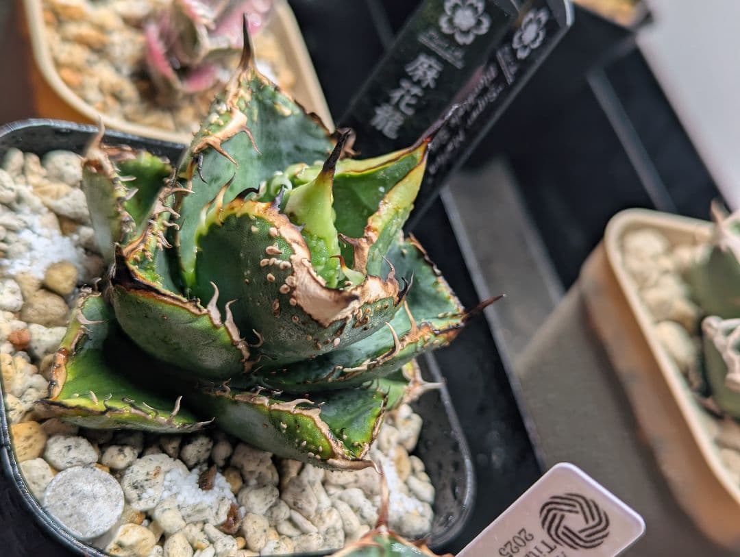 秘蔵株 チタノタ「スーパー麻花」超ブツブツ SUPER MaHua 超短葉