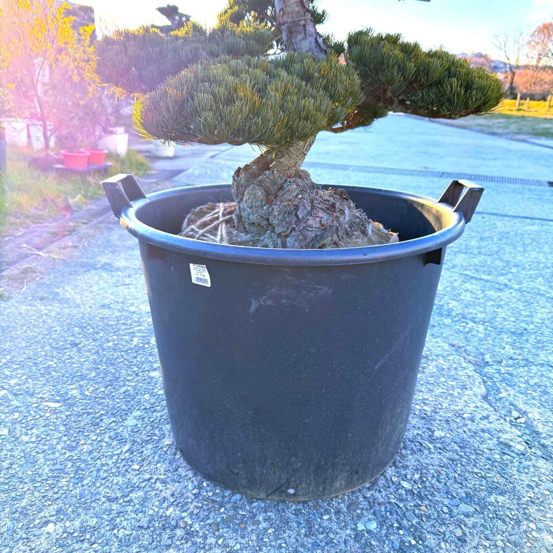 五葉松『全長㌢』引き取り限定・近畿地方のみ配達も可能。