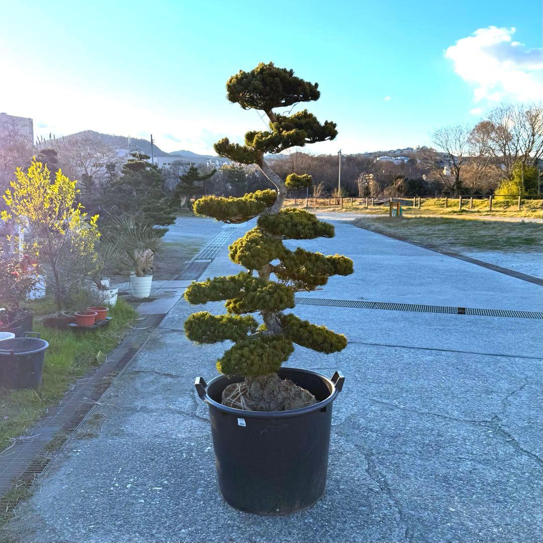 五葉松『全長㌢』引き取り限定・近畿地方のみ配達も可能。