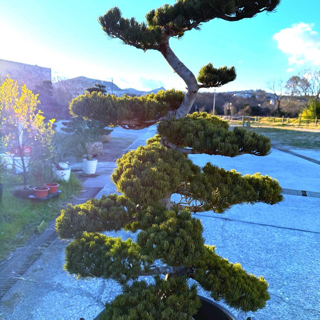 五葉松『全長㌢』引き取り限定・近畿地方のみ配達も可能。