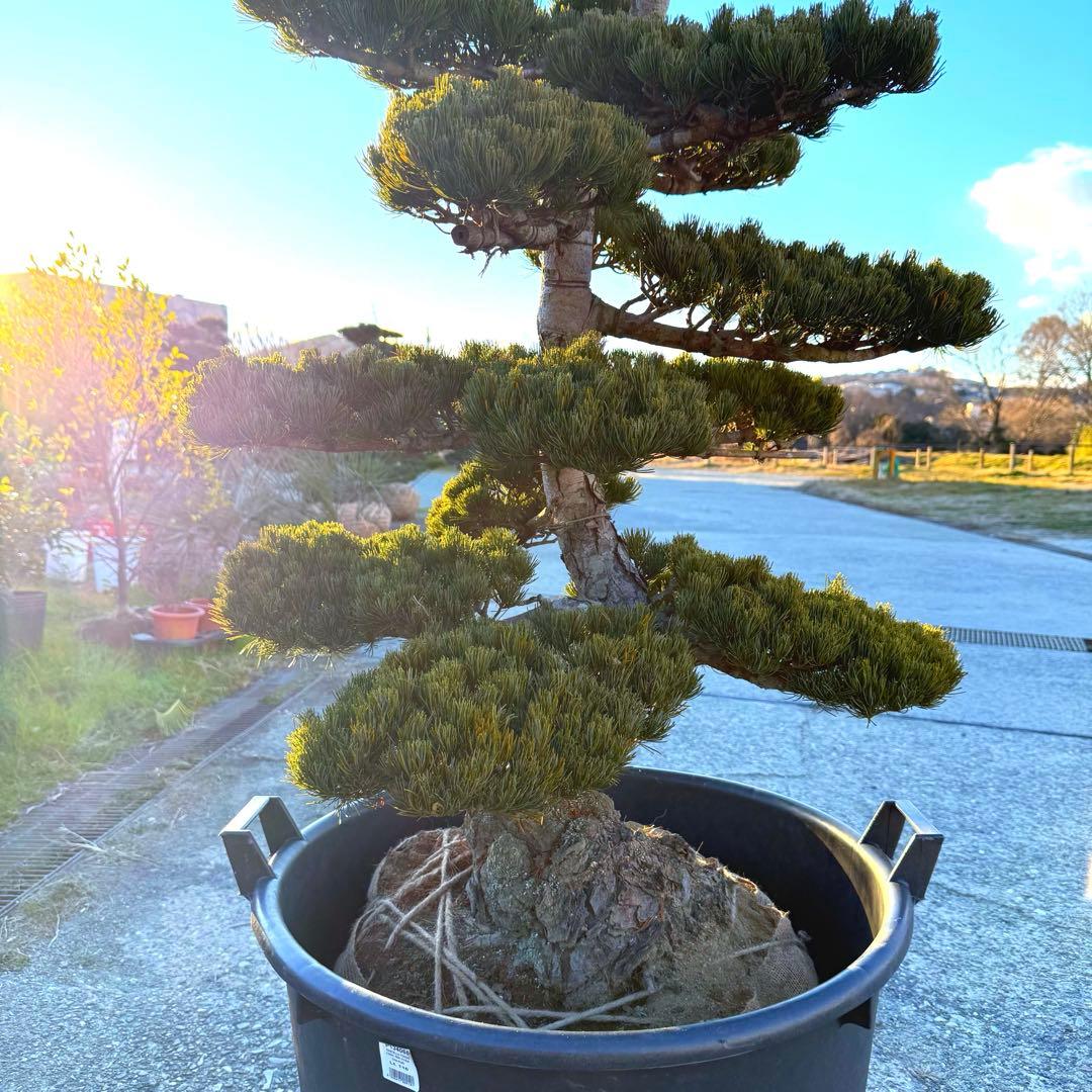 五葉松『全長㌢』引き取り限定・近畿地方のみ配達も可能。