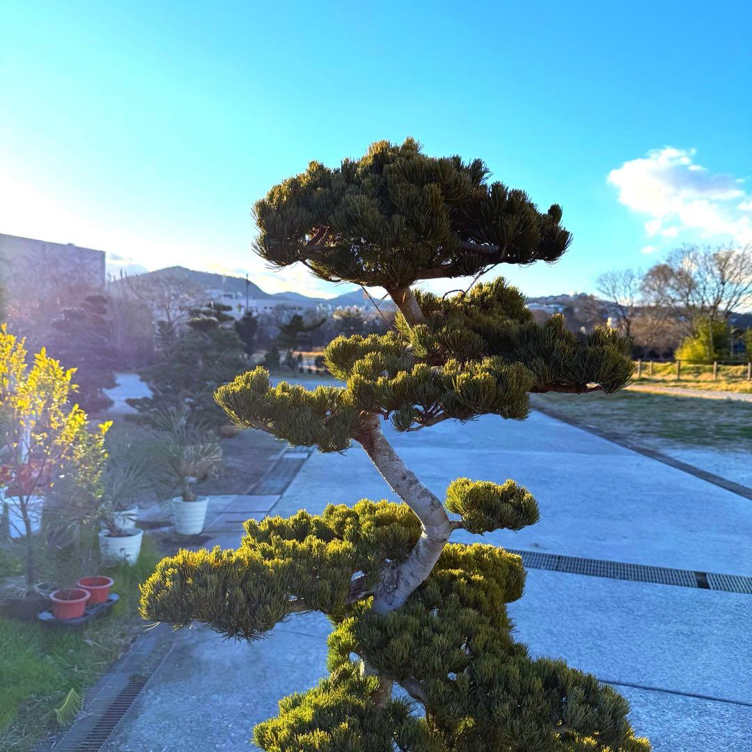 五葉松『全長㌢』引き取り限定・近畿地方のみ配達も可能。