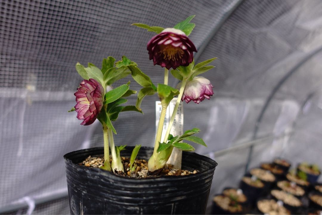 n*h様 クリスマスローズ　紅白の輝き