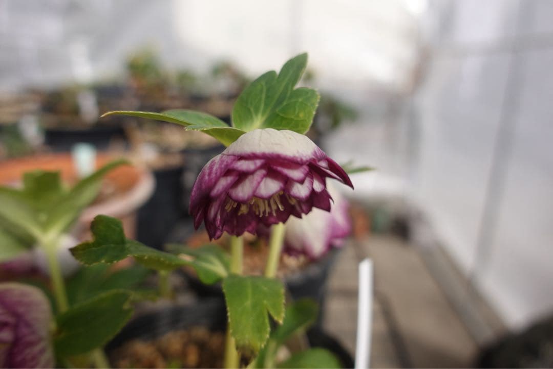 n*h様 クリスマスローズ　紅白の輝き