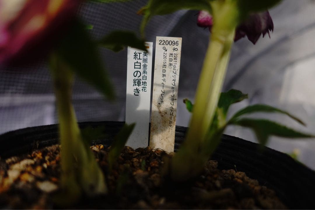 n*h様 クリスマスローズ　紅白の輝き