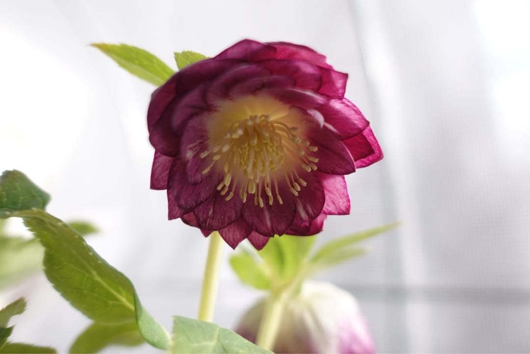 n*h様 クリスマスローズ　紅白の輝き