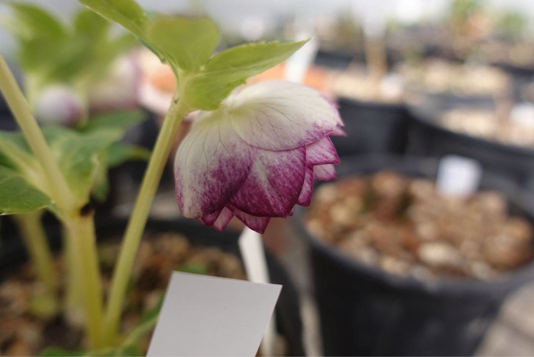 n*h様 クリスマスローズ　紅白の輝き