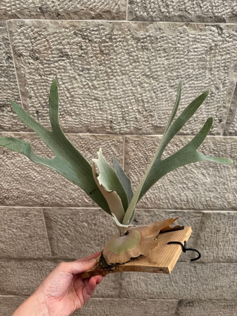 P.Hakuna Matata F301 ハクナマタタ 子株 ビカクシダOC