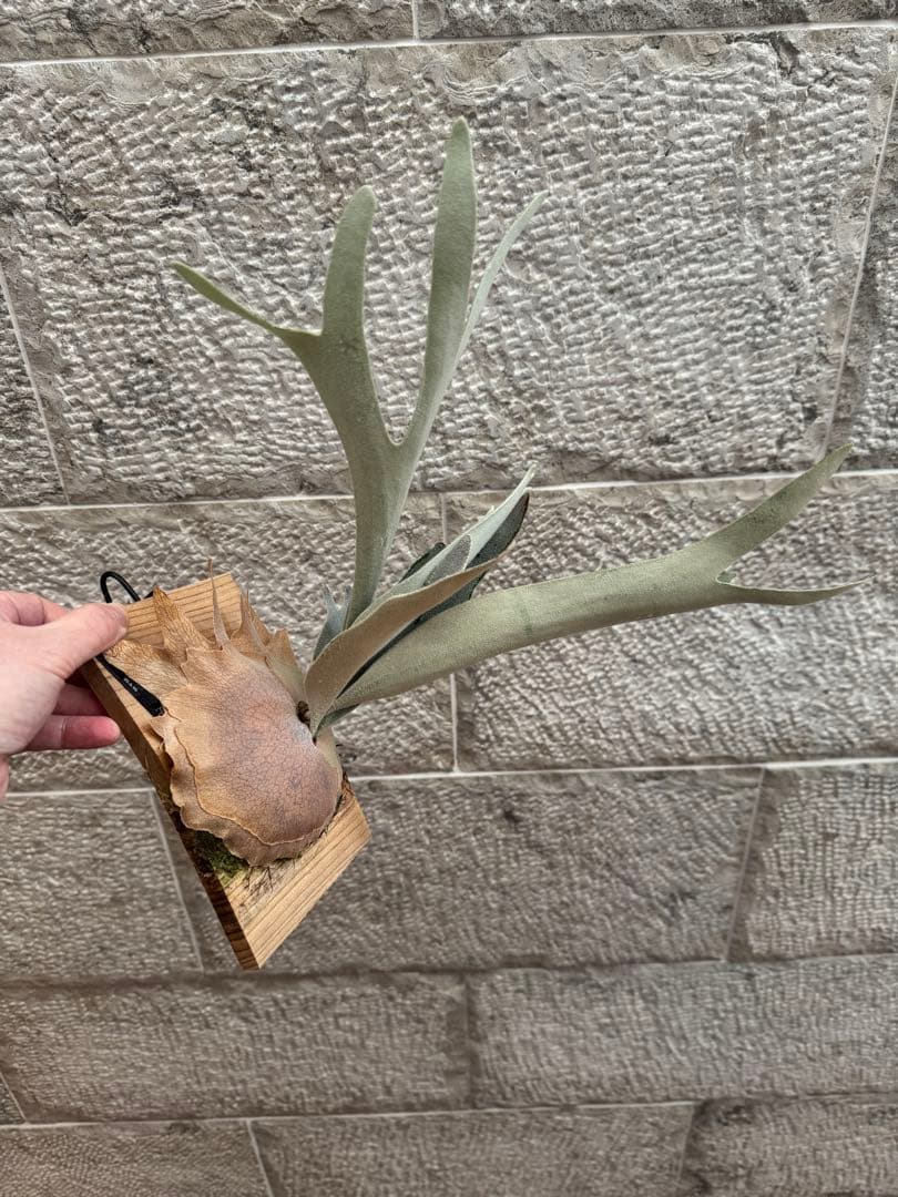 P.Hakuna Matata F301 ハクナマタタ 子株 ビカクシダOC