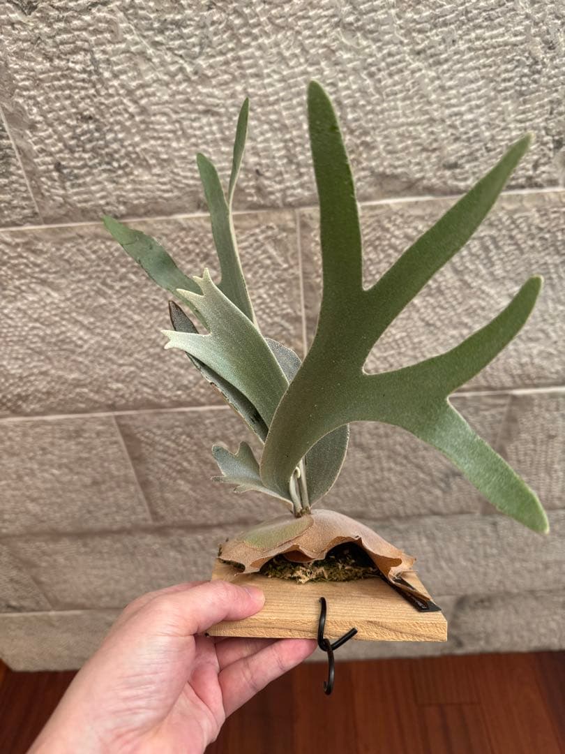 P.Hakuna Matata F301 ハクナマタタ 子株 ビカクシダOC