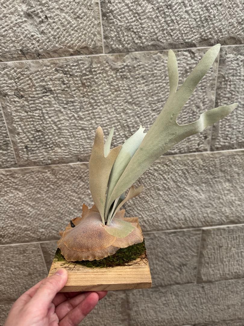 P.Hakuna Matata F301 ハクナマタタ 子株 ビカクシダOC