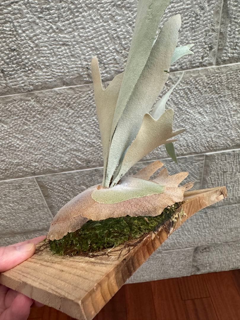 P.Hakuna Matata F301 ハクナマタタ 子株 ビカクシダOC