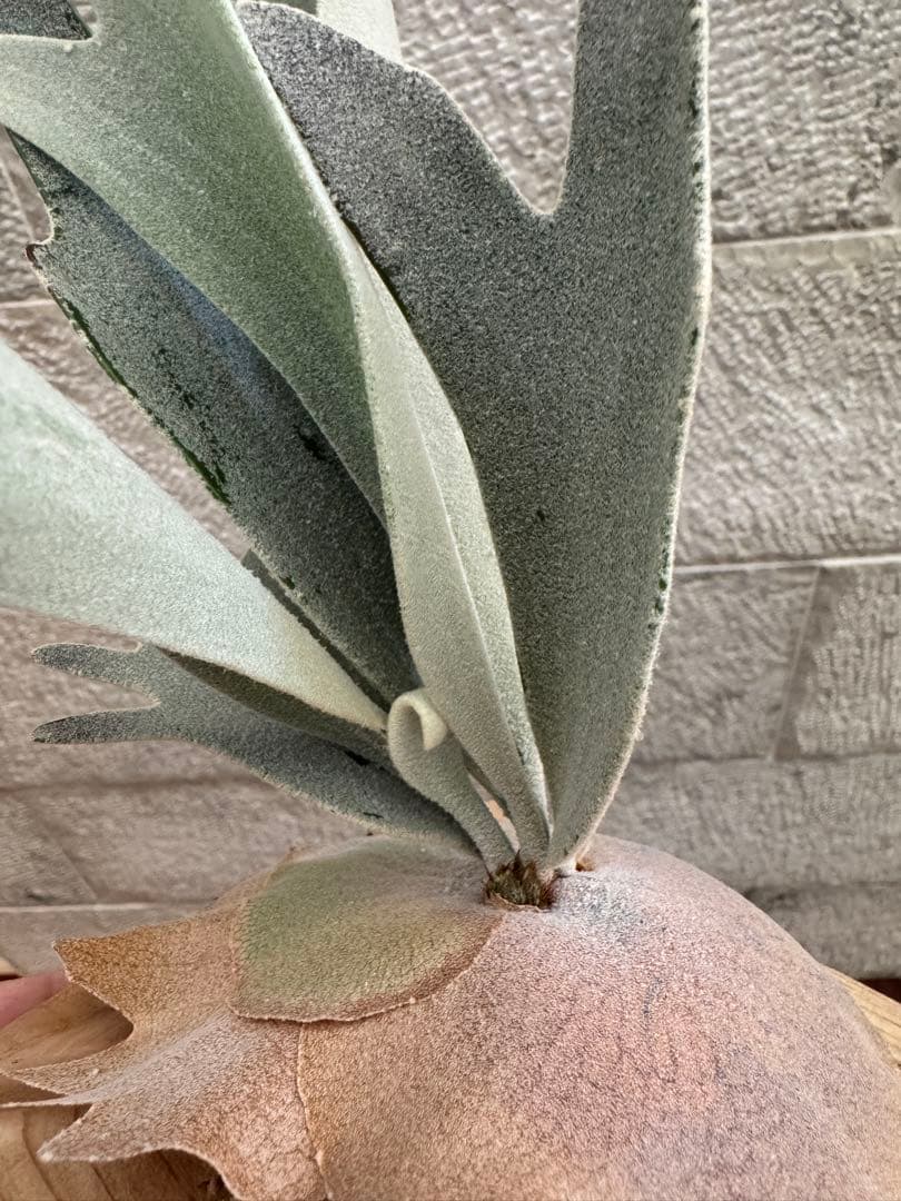 P.Hakuna Matata F301 ハクナマタタ 子株 ビカクシダOC