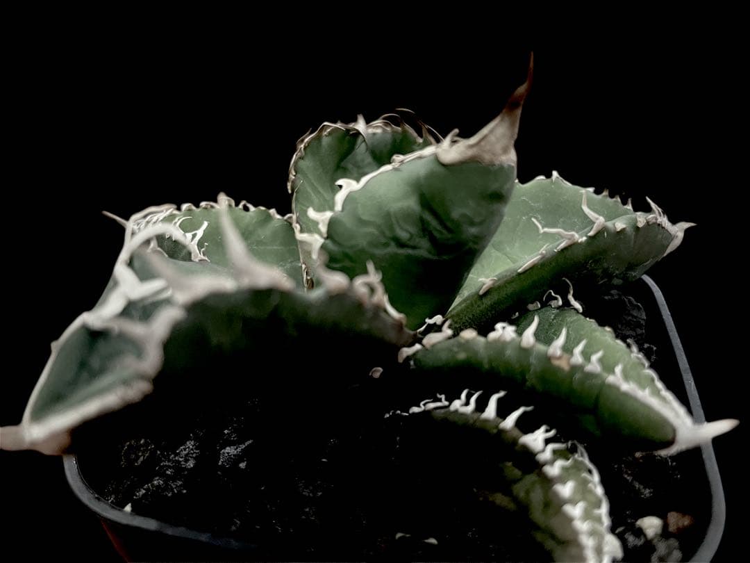 レア特価【CG産】アガベスーパーチタノタ悪魔くん スパチタBAKEMONO