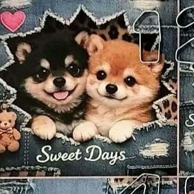 かわいい♡柴犬ちゃん