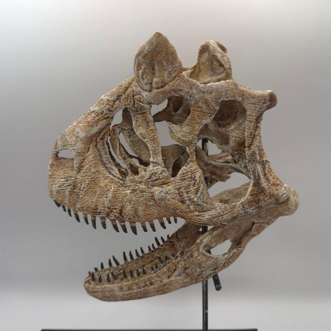 カルノタサウルス 頭骨 化石 レプリカ 約 137mm cnr1 - メルカリ