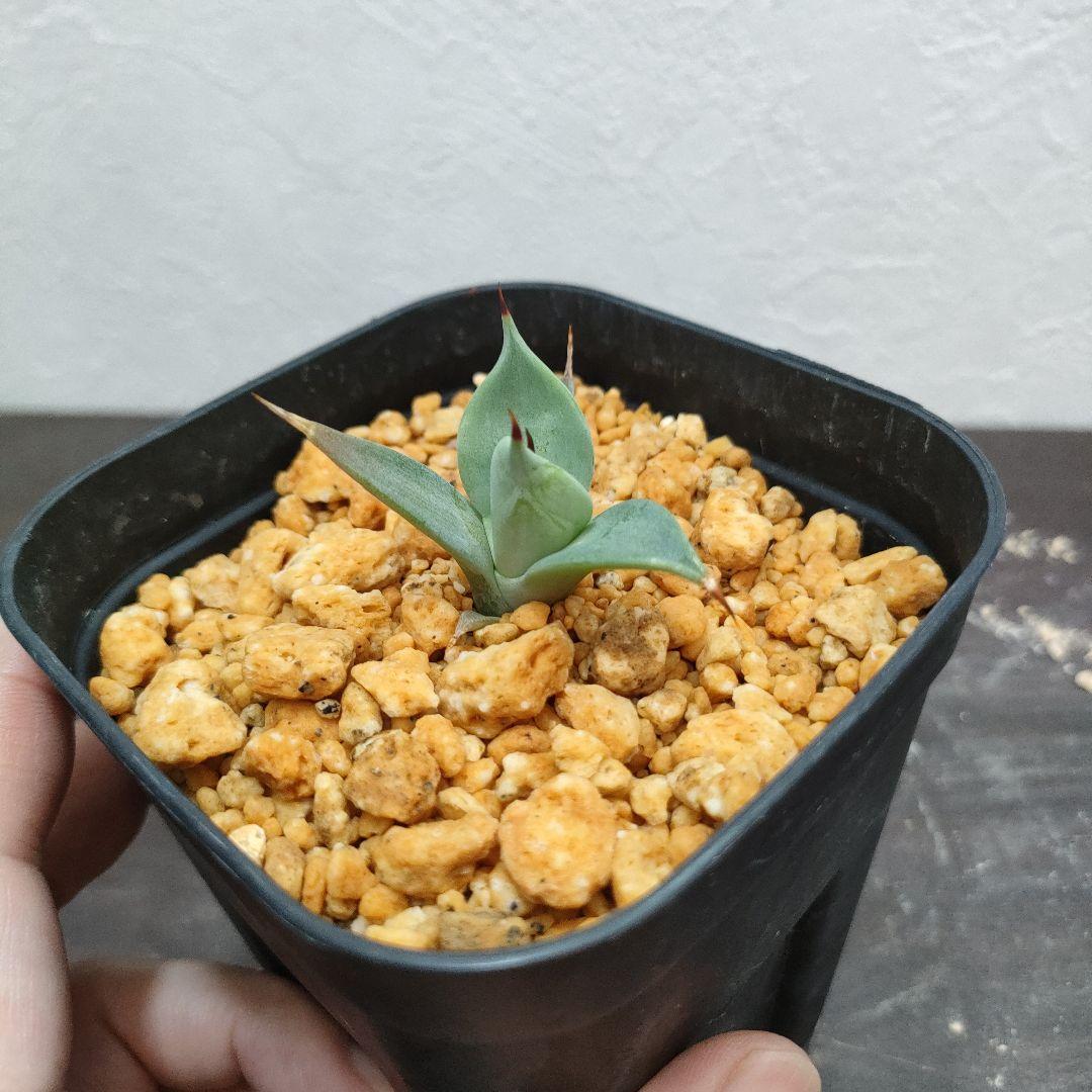 アガベ イシスメンシス 一本棘 一本刺 発根済み子株 鉢ごと - メルカリ