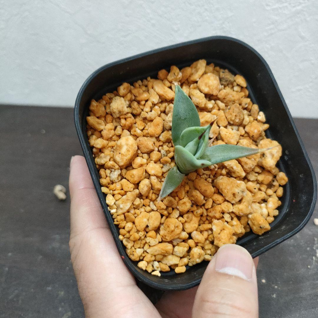 アガベ イシスメンシス 一本棘 一本刺 発根済み子株 鉢ごと - メルカリ