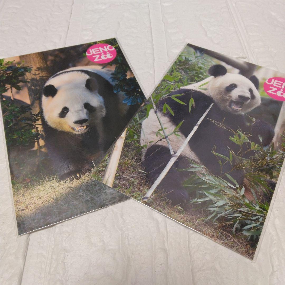 上野動物園 シャオシャオ レイレイ ありがとう記念商品 ポストカード2