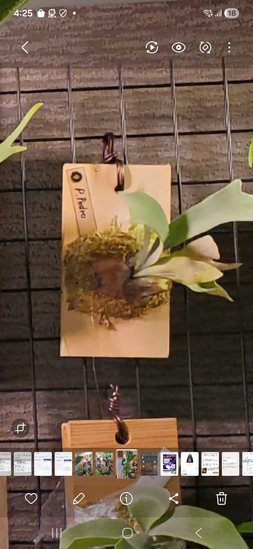 Pedro Tastua OC 親株販売