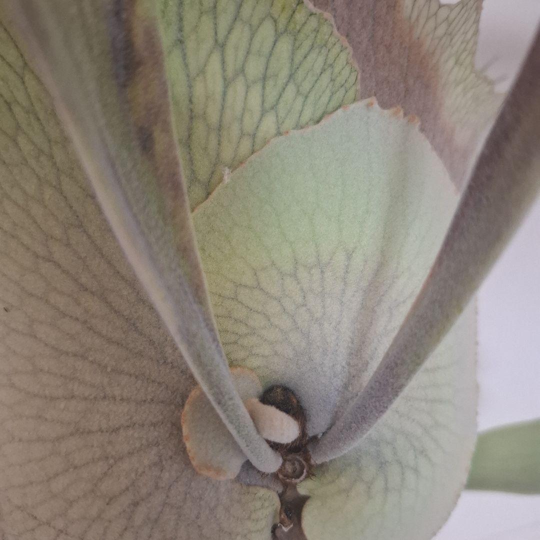 Pedro Tastua OC 親株販売