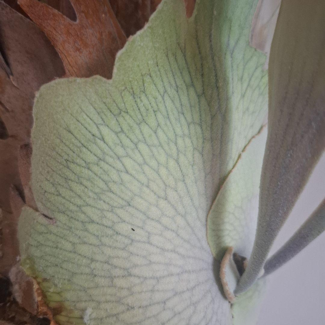 Pedro Tastua OC 親株販売