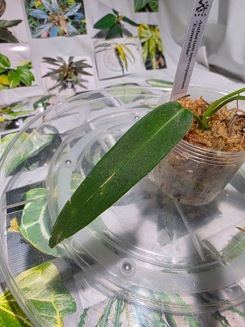 熱帯植物　‼️無地‼️　アンスリウム　ワロクアーナム\"エスメラルダ\"