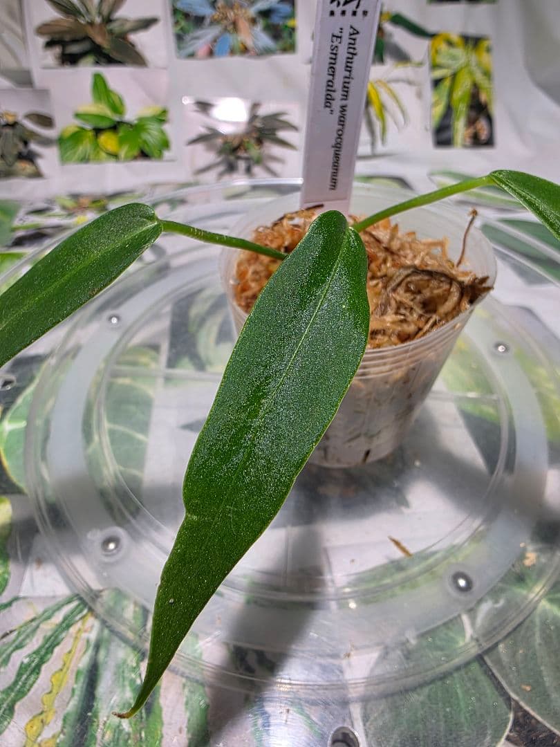 熱帯植物　‼️無地‼️　アンスリウム　ワロクアーナム\"エスメラルダ\"