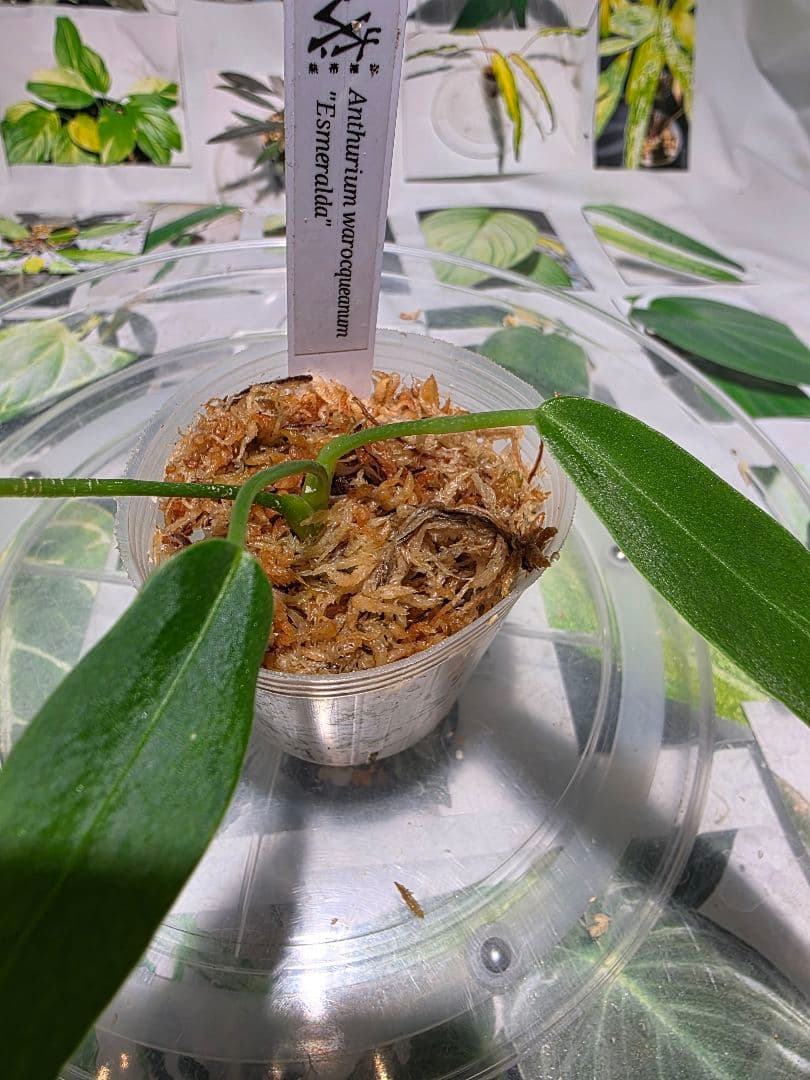 熱帯植物　‼️無地‼️　アンスリウム　ワロクアーナム\"エスメラルダ\"