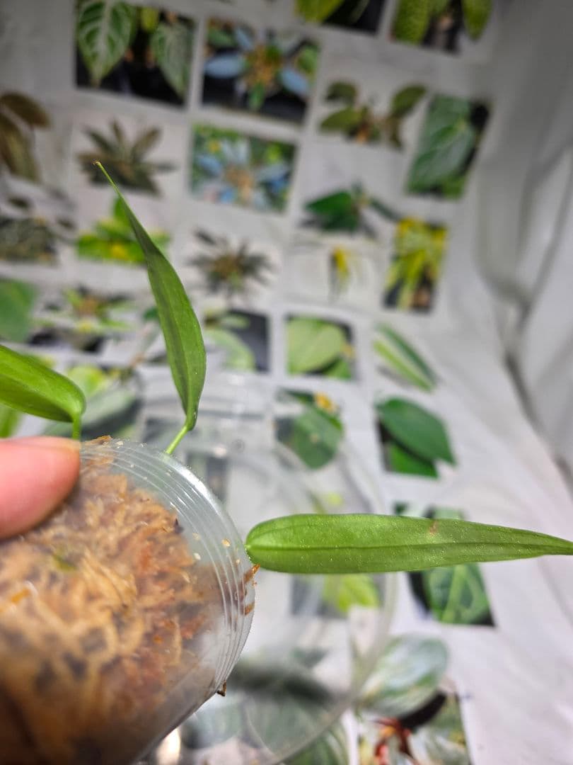 熱帯植物　‼️無地‼️　アンスリウム　ワロクアーナム\"エスメラルダ\"