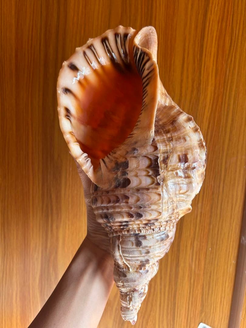 法螺貝　34.5cm