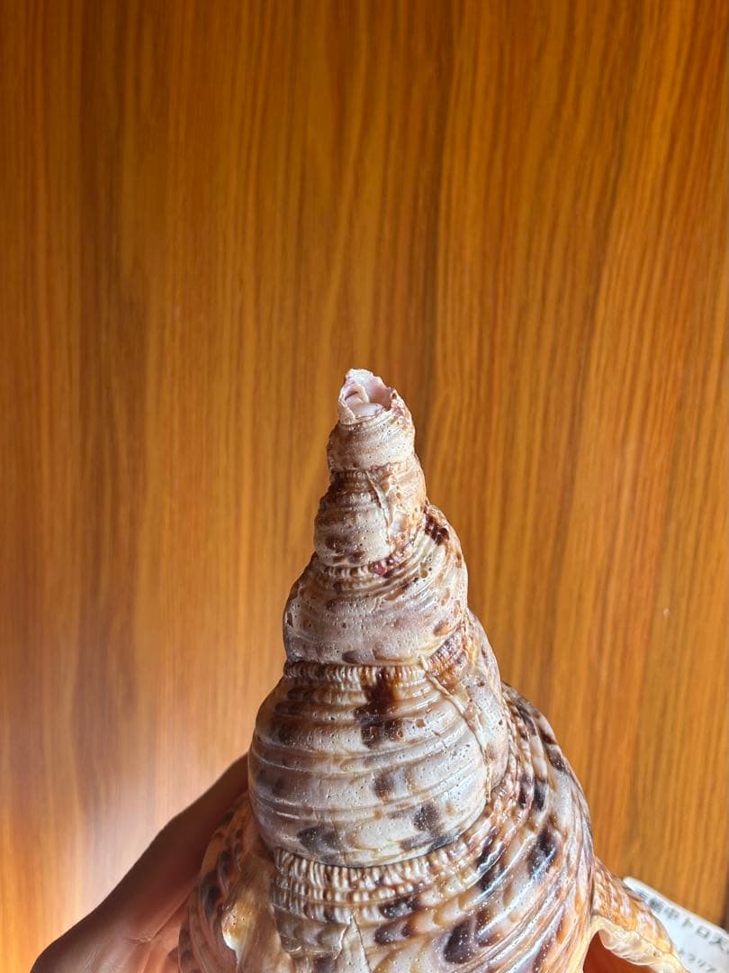 法螺貝　34.5cm