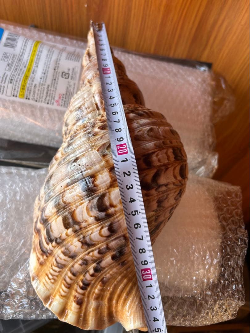 法螺貝　34.5cm