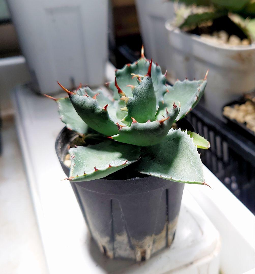 鉢付】アガベ 姫蠍蟹 ジプソフィラ×イシスメンシス イシスハイブリッド