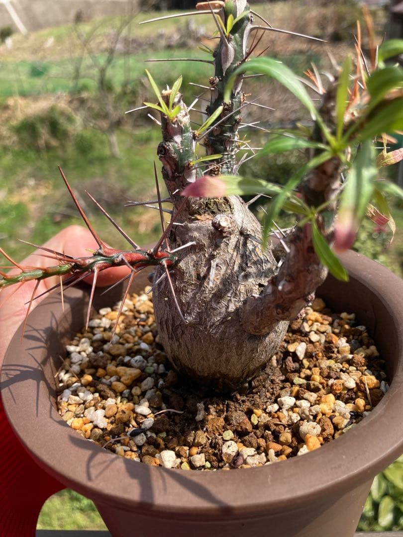 【早い者勝ち】【実生10年以上】【鉢ごと発送】フォークイエリア　プルプシー