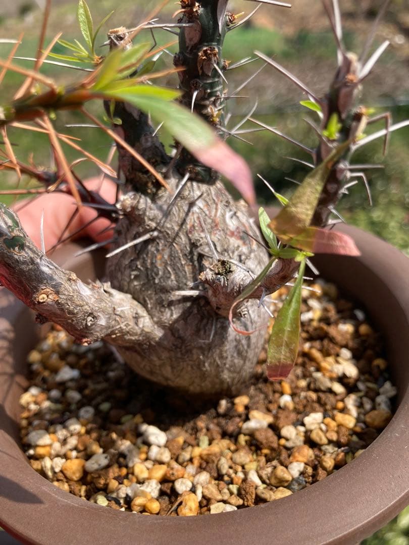 【早い者勝ち】【実生10年以上】【鉢ごと発送】フォークイエリア　プルプシー