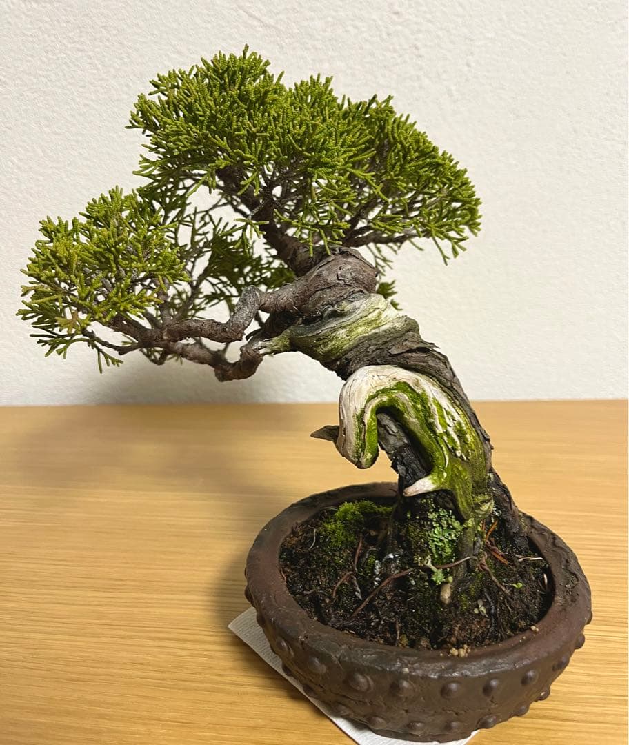 糸魚川真柏/盆栽