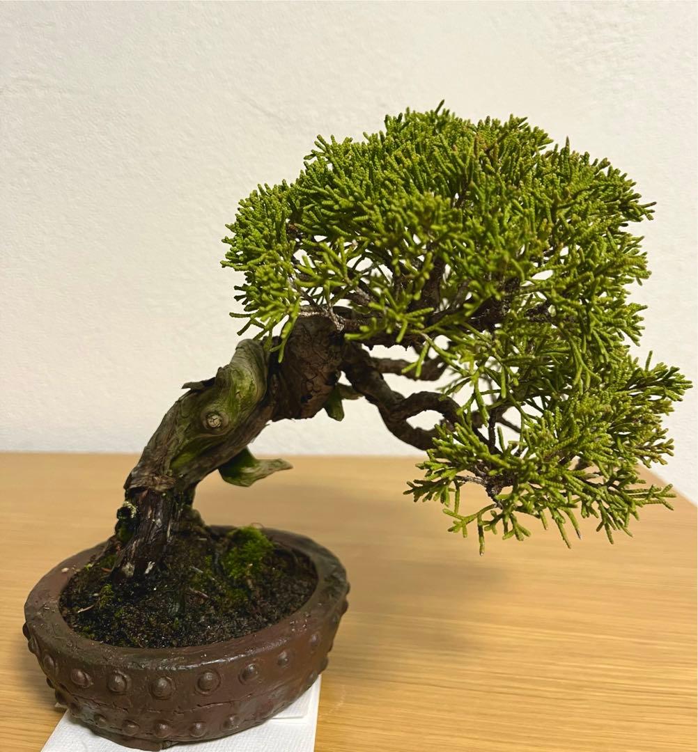糸魚川真柏/盆栽