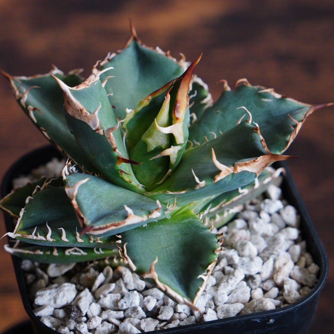 029】アガベ オテロイ 実生／抜き苗発送 - メルカリ