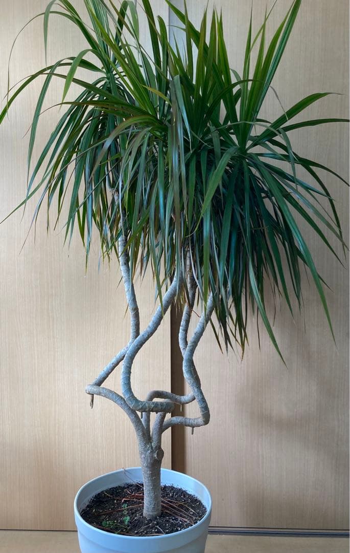 観葉植物 ドラセナ コンシンネ 1.6m 曲り龍