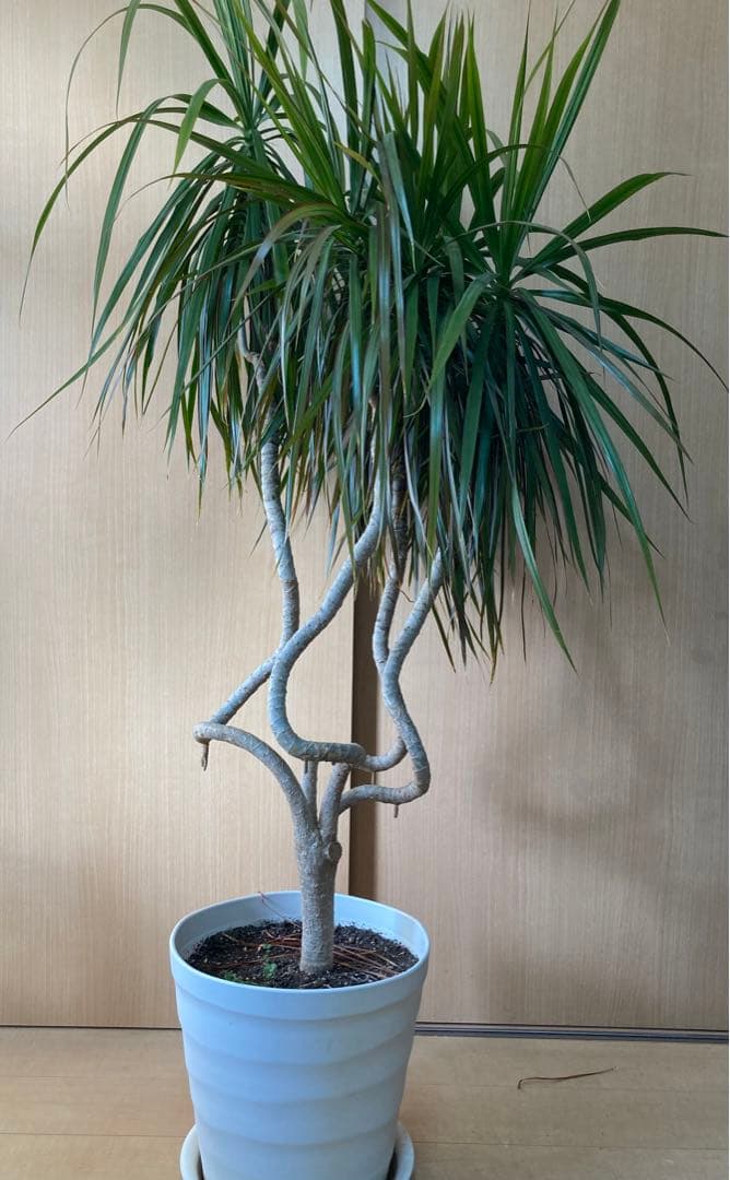 観葉植物 ドラセナ コンシンネ 1.6m 曲り龍