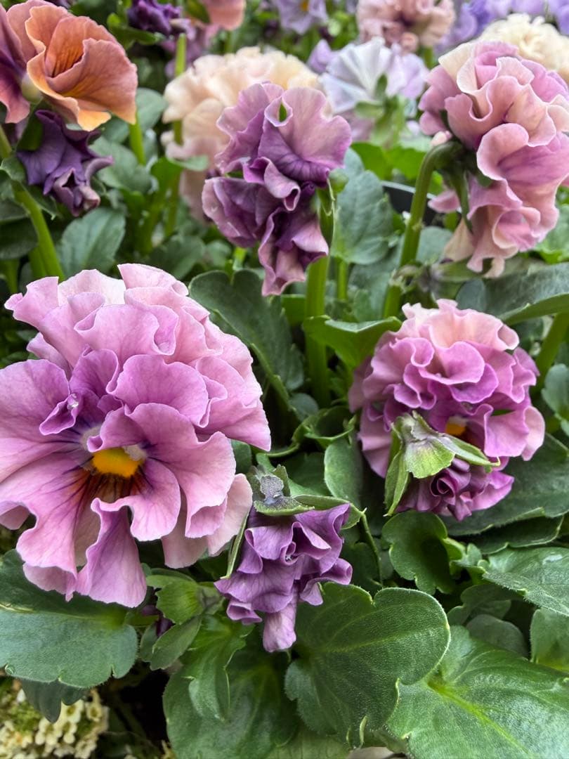 hanana様　パスフリフリル5点