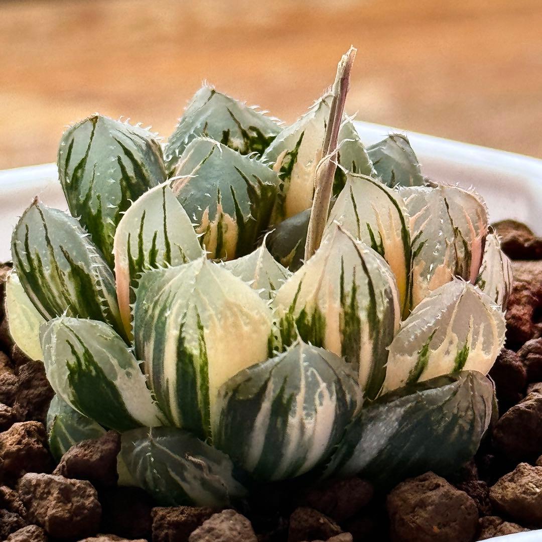 ハオルチア ハオルシア 多肉植物 観葉植物 赤い鳥 赤斑オブツーサ錦