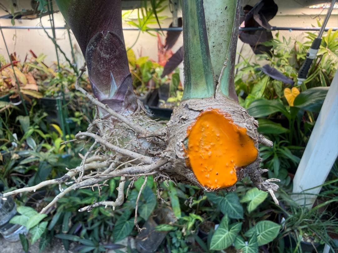 巨大サンスベリア・マッソニアナ イエロー バリエガテッド