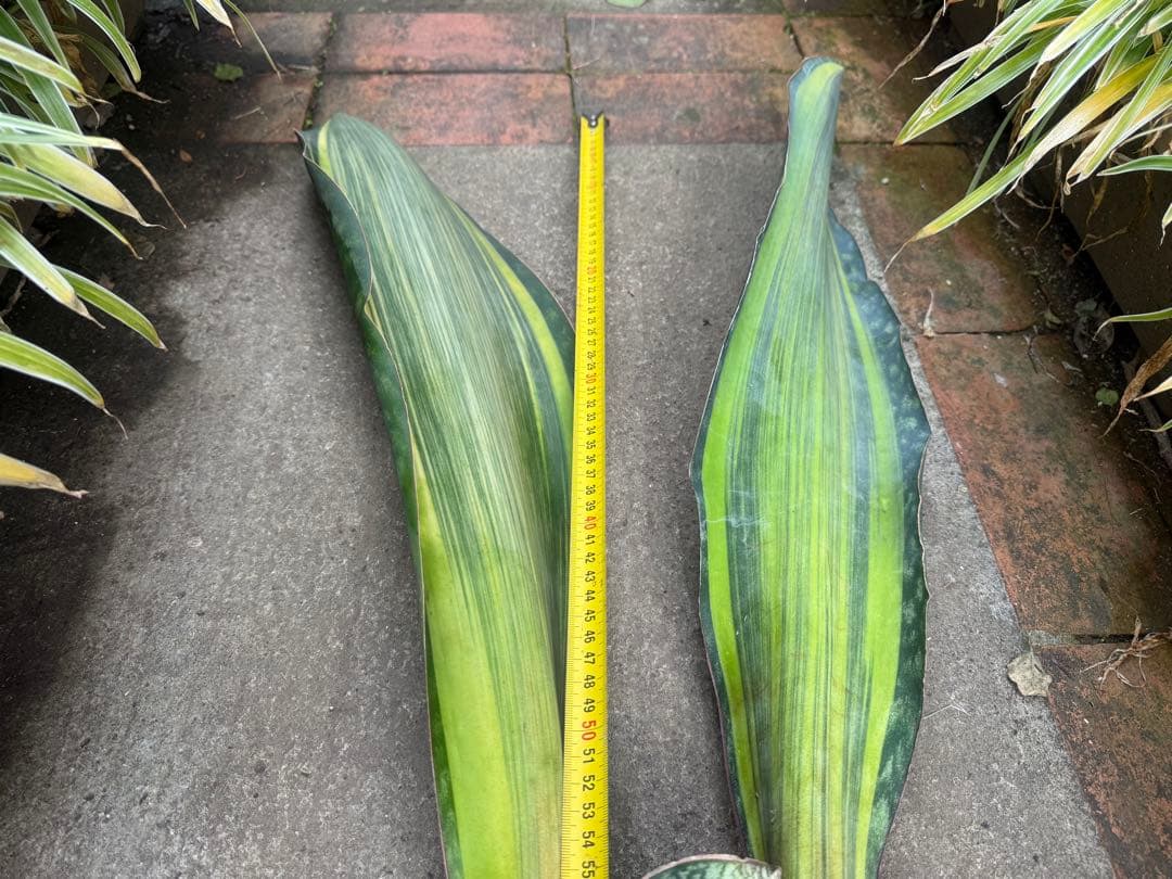 巨大サンスベリア・マッソニアナ イエロー バリエガテッド