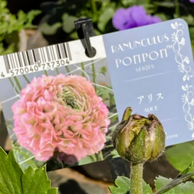 宿根草【正規品】ラナンキュラス ポンポン『アリス』土を落とさず