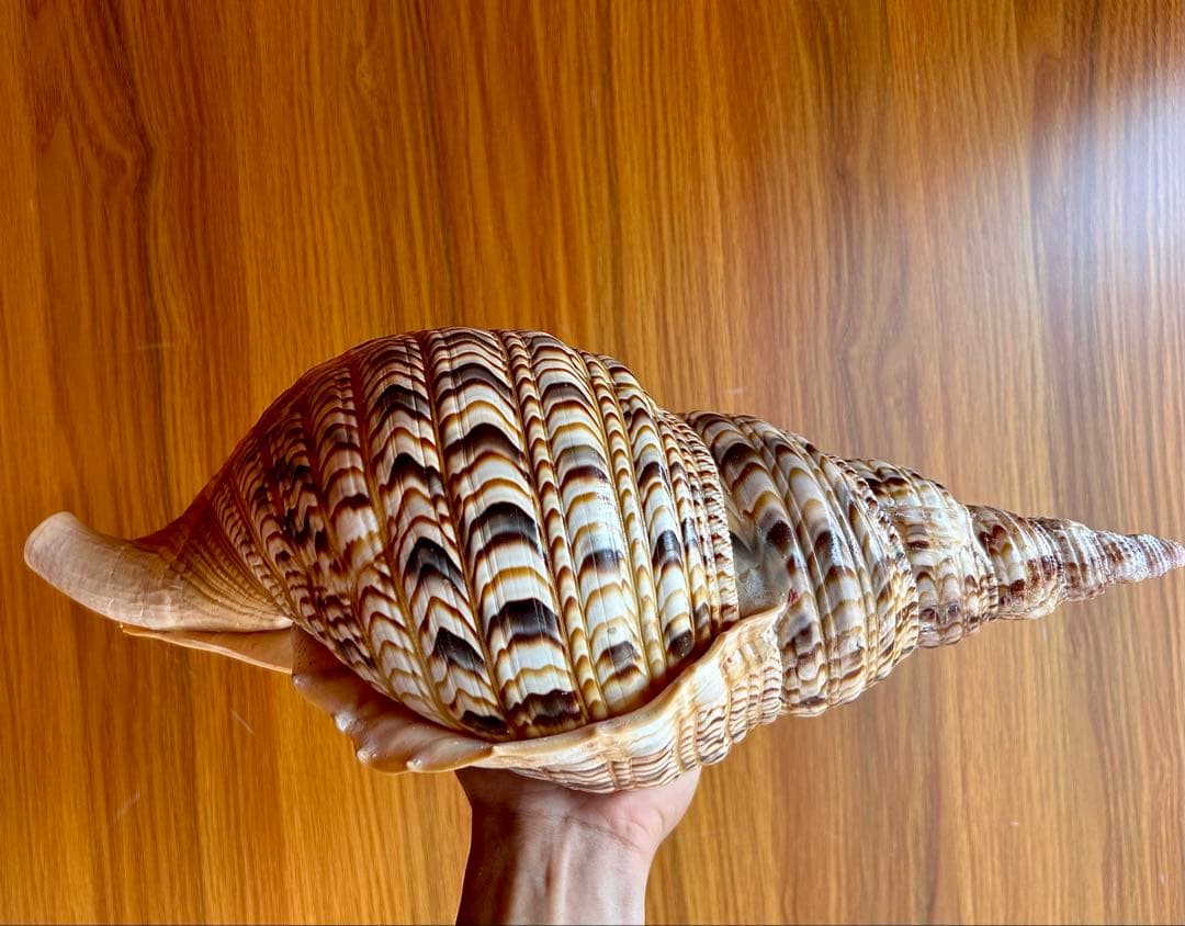 美品特大39.2cm 法螺貝 綺麗