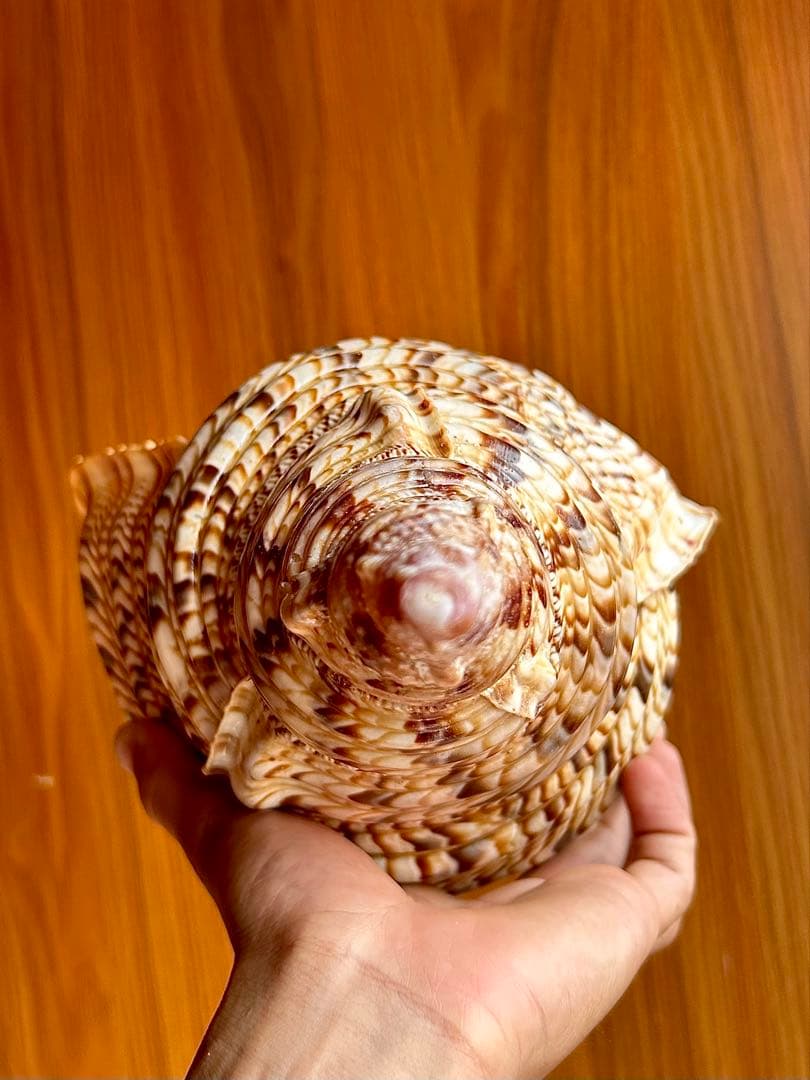 美品特大39.2cm 法螺貝 綺麗